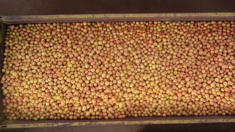 Containers full of citrus fruit Stock Footage 168071544