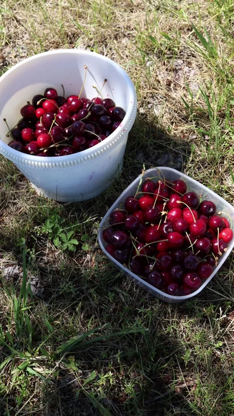 Containers full of fresh cherries Stock Footage 336487689