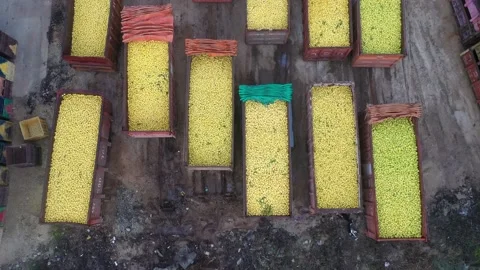 Containers full of lemon Stock Footage 167737139