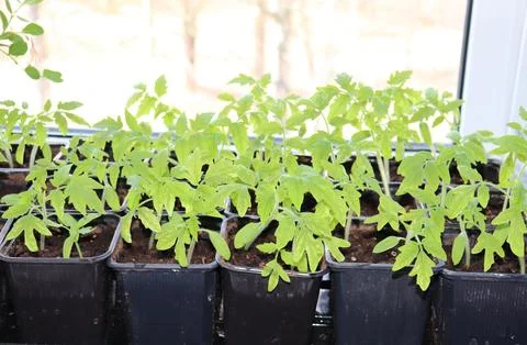 Containers with seedlings of tomatoes Stock Photos