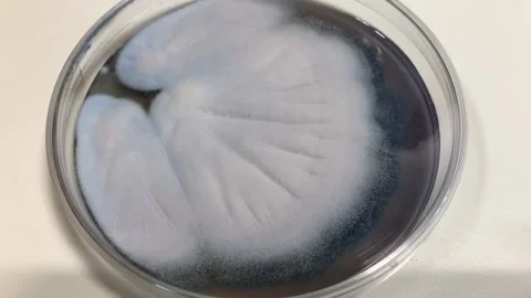 Contaminate petri dish in lab, lab hazard concept Stock Footage 167283511