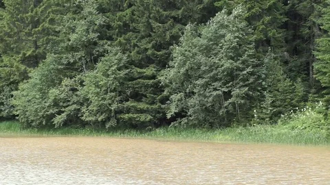 Contaminated lake in the woods Stock Footage 78089651