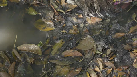 Contaminated Sewage Pool in Leaf Litter from Broken South African Sewer Vídeo Stock 346455286