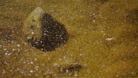Contaminated surface water pool with a bacterial surface elements. Stock Footage 254929325
