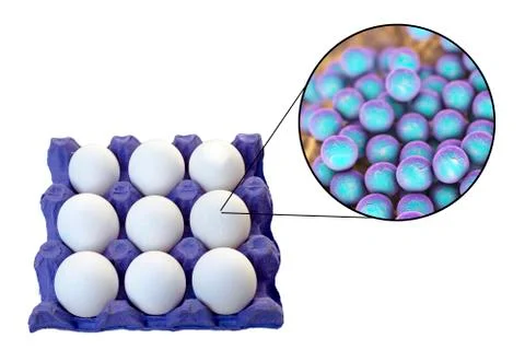 Contamination of eggs with Staphylococcus aureus bacteria, medical concept fo Stock Illustration