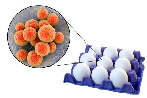 Contamination of eggs with Staphylococcus aureus bacteria, medical concept fo Stock Illustration