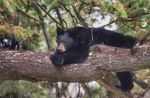 Contemplating the Day Stock-Fotos