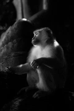 The contemplating monkey  Stock Photos