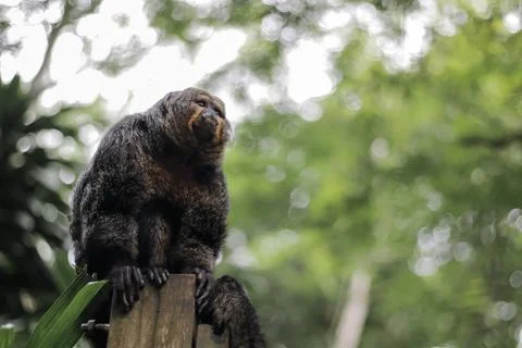 Contemplating Monkey Stock Photos