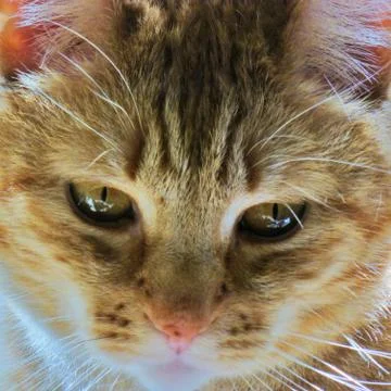 Contemplating Tabby 写真素材