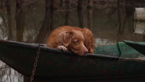 Contemplative Dog Aboard Boat . Stock Footage 270524020
