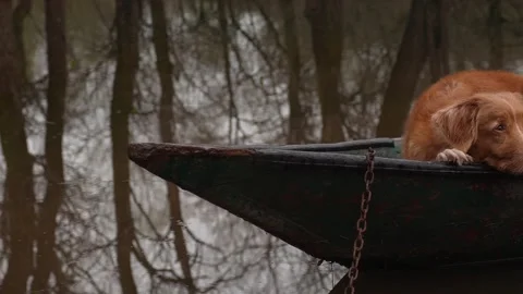 Contemplative Dog Aboard Boat . Stock Footage 285058438