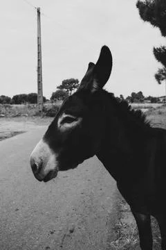 Contemplative donkey Stock Photos