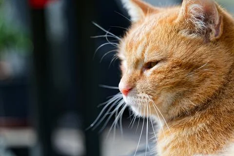 Contemplative Ginger Cat Stock Photos