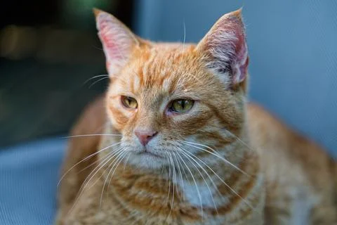 Contemplative Ginger Tabby Stock Photos