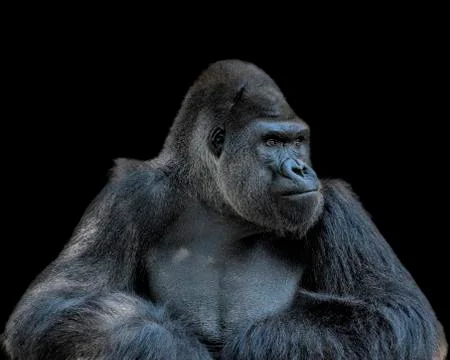 Contemplative Gorilla Foto stock