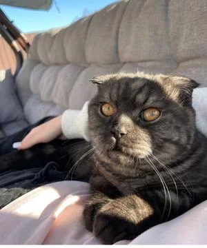 Contemplative Gray Cat Animal Basking in Outdoor Sunlight on Patio Lounge Stock Photos