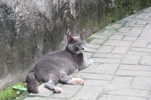 Contemplative Gray Cat on Path Stock Photos