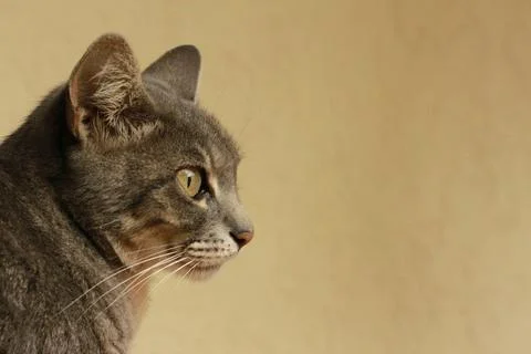 Contemplative grey cat in profile with a beige Stock Photos