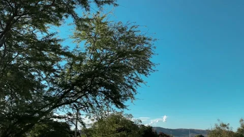 Contemplative Tree and Landscape – Color Stock Footage 314655795