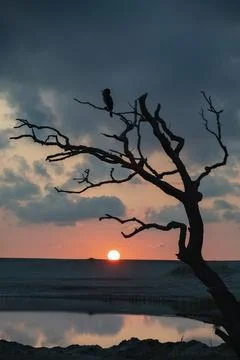 Contemplator Stock Photos