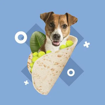 Contemporary art collage of taco filled with tennis balls and cute dog appearing Stock Photos