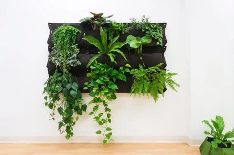 Contemporary Plants on Wall. Stock Photos