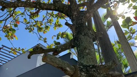 Contemporary style of architecture behind a tree 스톡 동영상 147630127