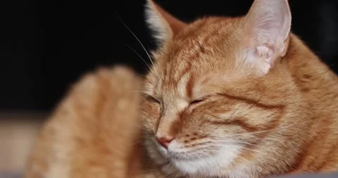 Content and cozy orange tabby cat relaxing in serene environment Stock Footage 339067520