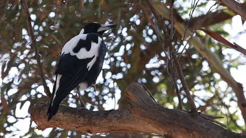 Content Australian magpie perched in eucalyptus tree on one leg. Stock Footage 123808441