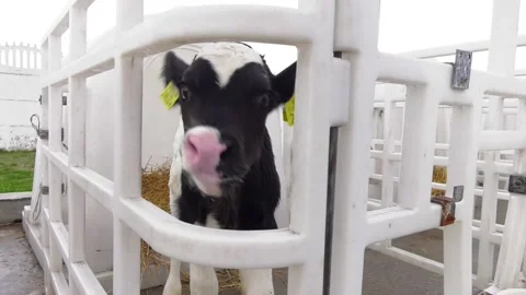 The content of calves in plastic calf-house at dairy farm Video stock 111719535