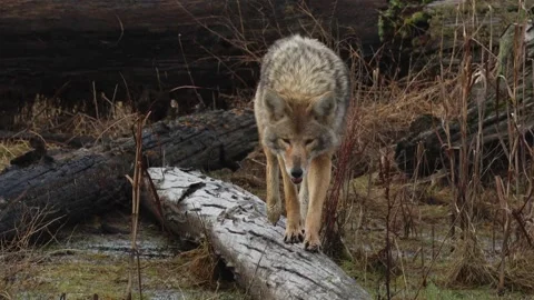 A content Coyote paces down a log Stock Footage 262934456