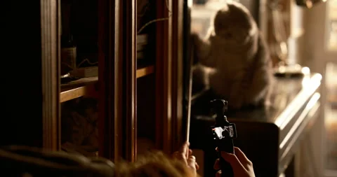 Content creation creator filming their cat with portable gimbal camera Vidéo 336512491