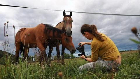 A content creator records horses at close range using a mirrorless camera in  Stock Photos