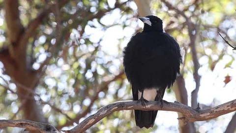 Content, happy magpie perched on eucalyptus tree in South Australia. Stock Footage 123808374