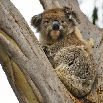 Content Koala Resting in a Tree Foto stock
