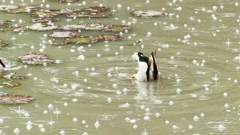 Content Mallard Glides Past Lily Pads in a Refreshing Rain-Swept Park Pond Stock Footage 335145639