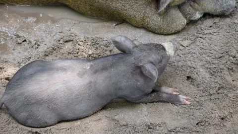 Content Piglet Resting on Sandy Ground Stock Footage 266167004