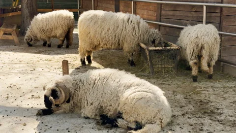 Content Sheep Rest and Eat in Lively Zoo Creating Rhythmic Munching Sounds Stock Footage 333768168
