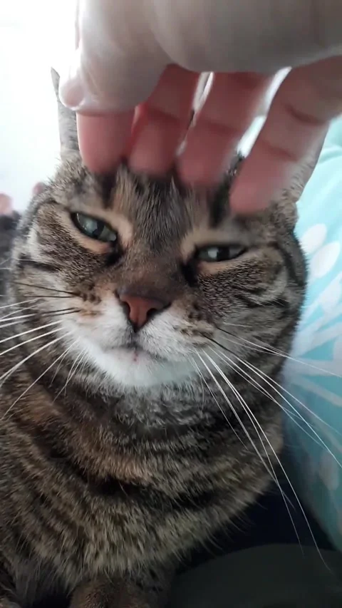 Content Tabby Cat Being Petted Close Up Showing Relaxed Expression and Whiskers Stock Footage 332044358