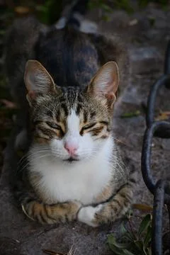 Content tabby cat resting with squinted eyes Stock Photos