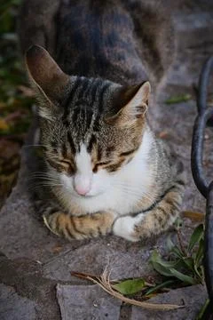 Content tabby cat resting with squinted eyes Stock Photos