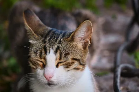 Content tabby cat resting with squinted eyes Stock Photos
