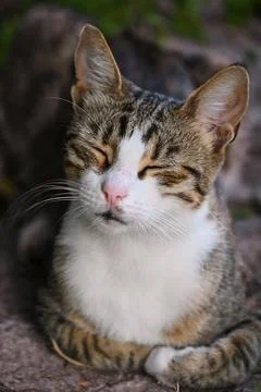 Content tabby cat resting with squinted eyes Stock Photos