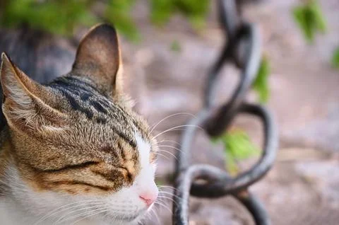 Content tabby cat resting with squinted eyes Stock Photos