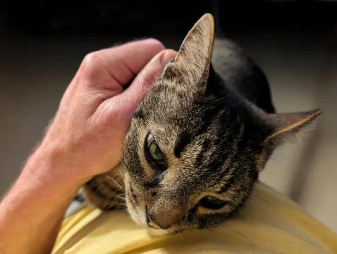 Content Tabby on Lap Fotos de archivo