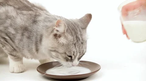 Contented Cat Drinks Milk Stock Footage 51848487