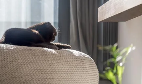 A contented cat is lying on a round knitted ottoman Stock Photos