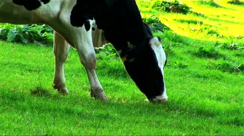 Contented cow in a field Stock Footage 153385