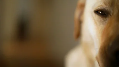 Contented golden Labrador. 스톡 동영상 88405773